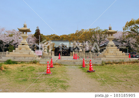 桜の時期の伊和都比売神社(いわつひめじんじゃ)　全景　兵庫県赤穂市赤穂御崎 103185905