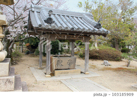 桜の時期の伊和都比売神社(いわつひめじんじゃ)　手水舎　兵庫県赤穂市赤穂御崎 103185909