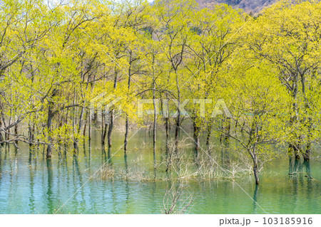 白川湖の水没林 山形県 飯豊町 白川湖の水没林 山形県 飯豊町 103185916