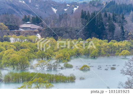 白川湖の水没林 山形県 飯豊町 白川湖の水没林 山形県 飯豊町 103185925