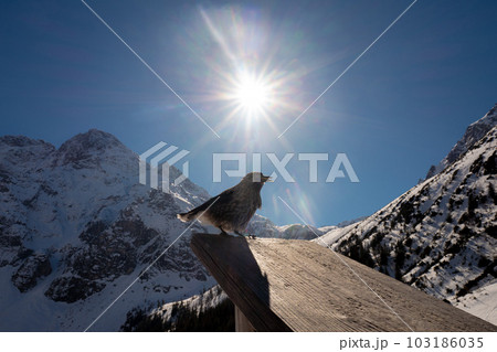 spotted nutcracker sits against the backdrop of the sun in winter 103186035