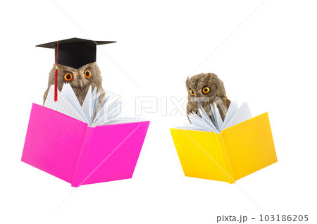 owls looking through their education notes 103186205