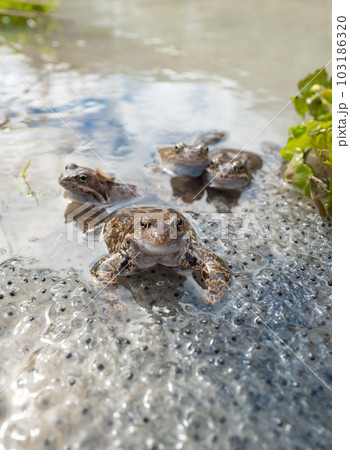 two frogs sitting in the water against the background of caviar 103186320