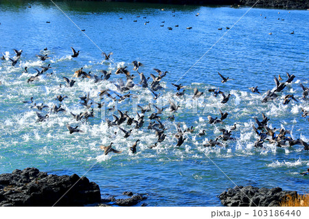 This is a picture of migratory birds spending the winter in the migratory bird habitat. 103186440