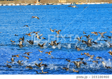 This is a picture of migratory birds spending the winter in the migratory bird habitat. This is a picture of migratory birds spending the winter in the migratory bird habitat. 103186460