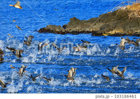 This is a picture of migratory birds spending the winter in the migratory bird habitat. This is a picture of migratory birds spending the winter in the migratory bird habitat. 103186461