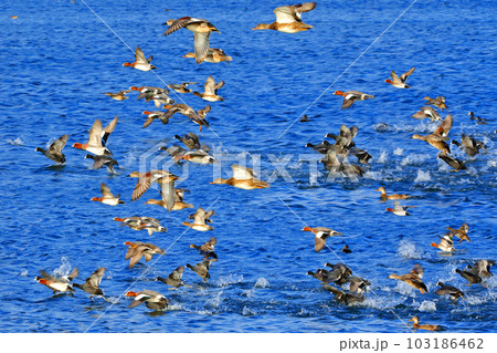 This is a picture of migratory birds spending the winter in the migratory bird habitat. 103186462