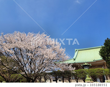 春の総持寺　桜とともに 103186551