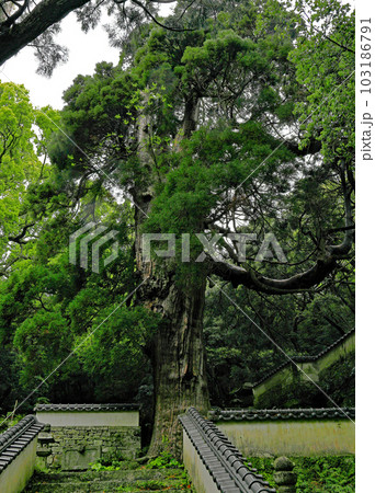 万松院の大杉 103186791