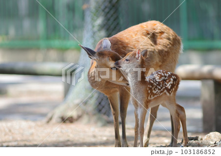 奈良公園の子鹿と母鹿 103186852