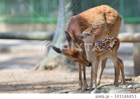 奈良公園の子鹿と母鹿 103186853