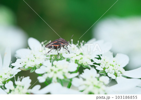 オルレアの花とアカスジカメムシ　昆虫 103186855