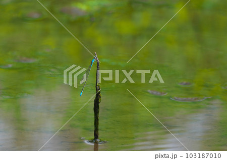 水辺のイトトンボ 103187010