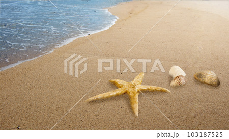 Close-up view of shells on the sandy beach Close-up view of shells on the sandy beach 103187525