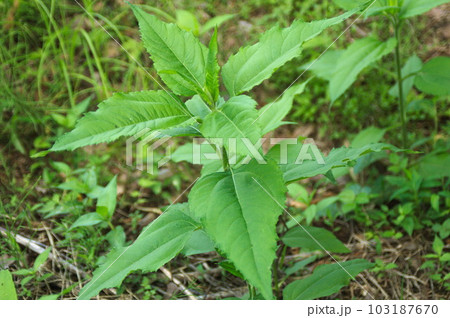 葉を茂らせたキクイモ 103187670