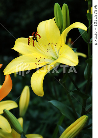 黄色いスカシユリの花と蕾 103187896