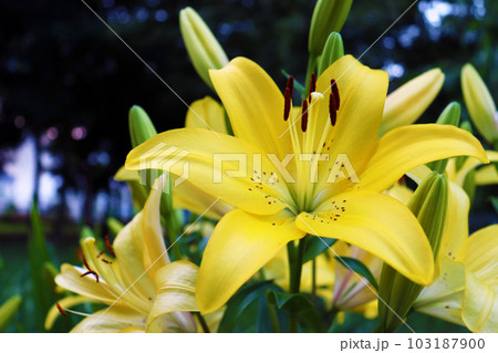 黄色いスカシユリの花と蕾 103187900