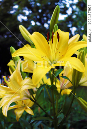 黄色いスカシユリの花と蕾 103187902