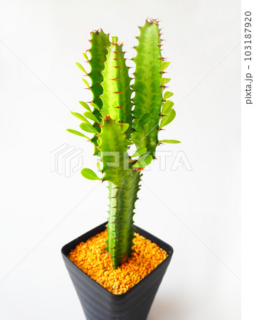 ユーフォルビア 多肉植物」の人気商品一覧 | 安い商品を通販サイトから