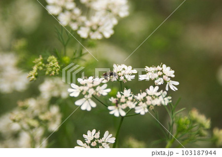 パクチーの花と小さな蜂 パクチーの花と小さな蜂 103187944