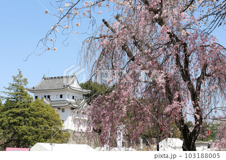 名古屋城 名城公園 桜 愛知県 名古屋城 名城公園 桜 愛知県 103188005