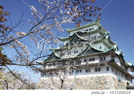 名古屋城　名城公園　桜　愛知県 103188020