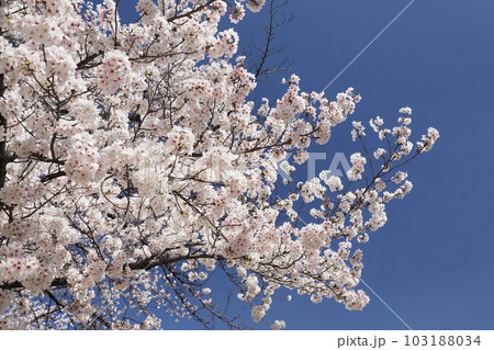 名古屋城　名城公園　桜　愛知県 103188034