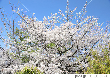名古屋城 名城公園 桜 愛知県 名古屋城 名城公園 桜 愛知県 103188054