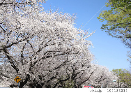 名古屋城　名城公園　桜　愛知県 103188055
