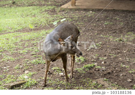Indonesian deer inside the cage Indonesian deer inside the cage 103188136