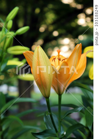 オレンジ色のスカシユリの花と蕾 103188249
