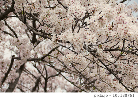 兵庫県赤穂東御崎展望台の桜の風景 103188761