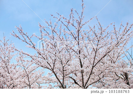 兵庫県赤穂東御崎展望台の桜の風景 103188763