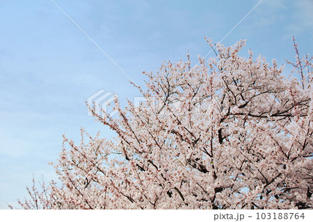 兵庫県赤穂東御崎展望台の桜の風景 兵庫県赤穂東御崎展望台の桜の風景 103188764