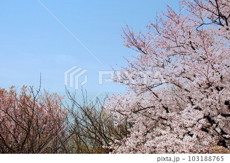 兵庫県赤穂東御崎展望台の桜と瀬戸内海の風景 兵庫県赤穂東御崎展望台の桜と瀬戸内海の風景 103188765