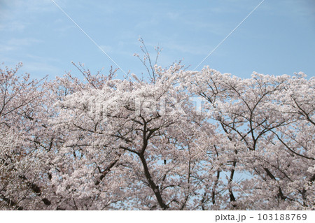 兵庫県赤穂東御崎展望台の桜の風景 兵庫県赤穂東御崎展望台の桜の風景 103188769