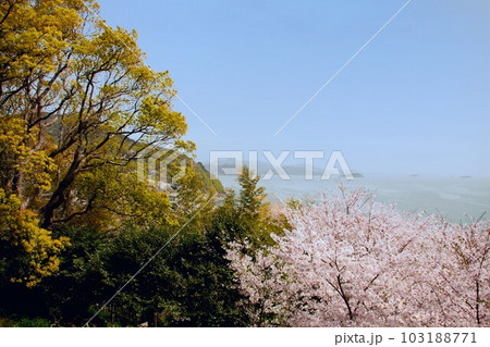 兵庫県赤穂東御崎展望台の桜と瀬戸内海の風景 103188771