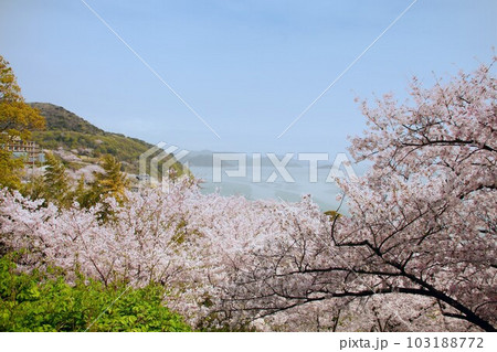 兵庫県赤穂東御崎展望台の桜と瀬戸内海の風景 兵庫県赤穂東御崎展望台の桜と瀬戸内海の風景 103188772