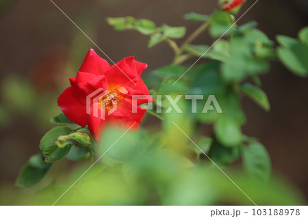 荒尾市 おもやい市民花壇 バラの花、 荒尾市 おもやい市民花壇 バラの花、 103188978