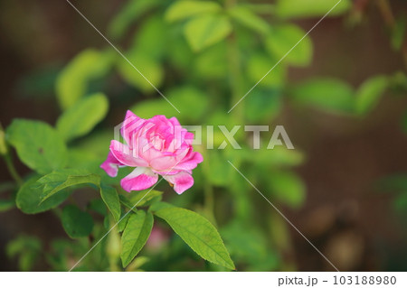 荒尾市　おもやい市民花壇　バラの花、 103188980