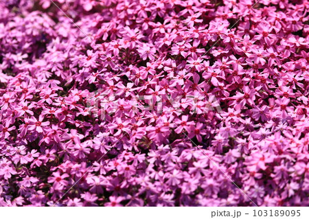 北海道　芝桜　満開の芝ざくら　シバザクラの壁紙 103189095