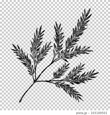 Tea tree (single item) / stamp Tea tree (single item) / stamp 103189501