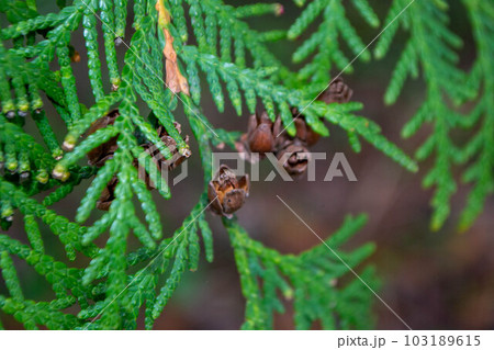 A close up of a tree with a few small leaves and some small seeds 103189615
