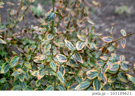 A plant with green and yellow leaves and white and orange leaves 103189621
