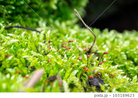 A tree trunk with moss on it and a sky background 103189623