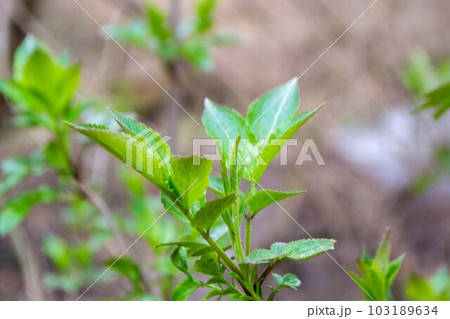 A tree branch with green leaves and the word maple on it 103189634