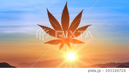 Silhouette of cannabis leaf at sunrise. Commercial Cannabis in amazing sunset background. Close up of marijuana leaf. free cultivation of marijuana. Copy space Silhouette of cannabis leaf at sunrise. Commercial Cannabis in amazing sunset background. Close up of marijuana leaf. free cultivation of marijuana. Copy space 103189728
