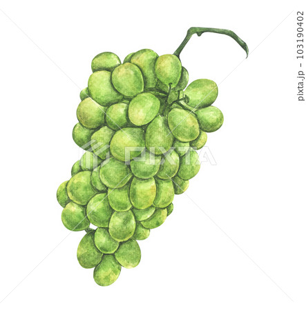 Watercolor painting of Fresh green grape fruit. Watercolor painting of Fresh green grape fruit. 103190402