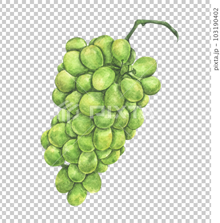 Watercolor painting of Fresh green grape fruit. Watercolor painting of Fresh green grape fruit. 103190402
