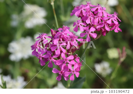 春の庭に咲くピンク色のムシトリナデシコの花 春の庭に咲くピンク色のムシトリナデシコの花 103190472